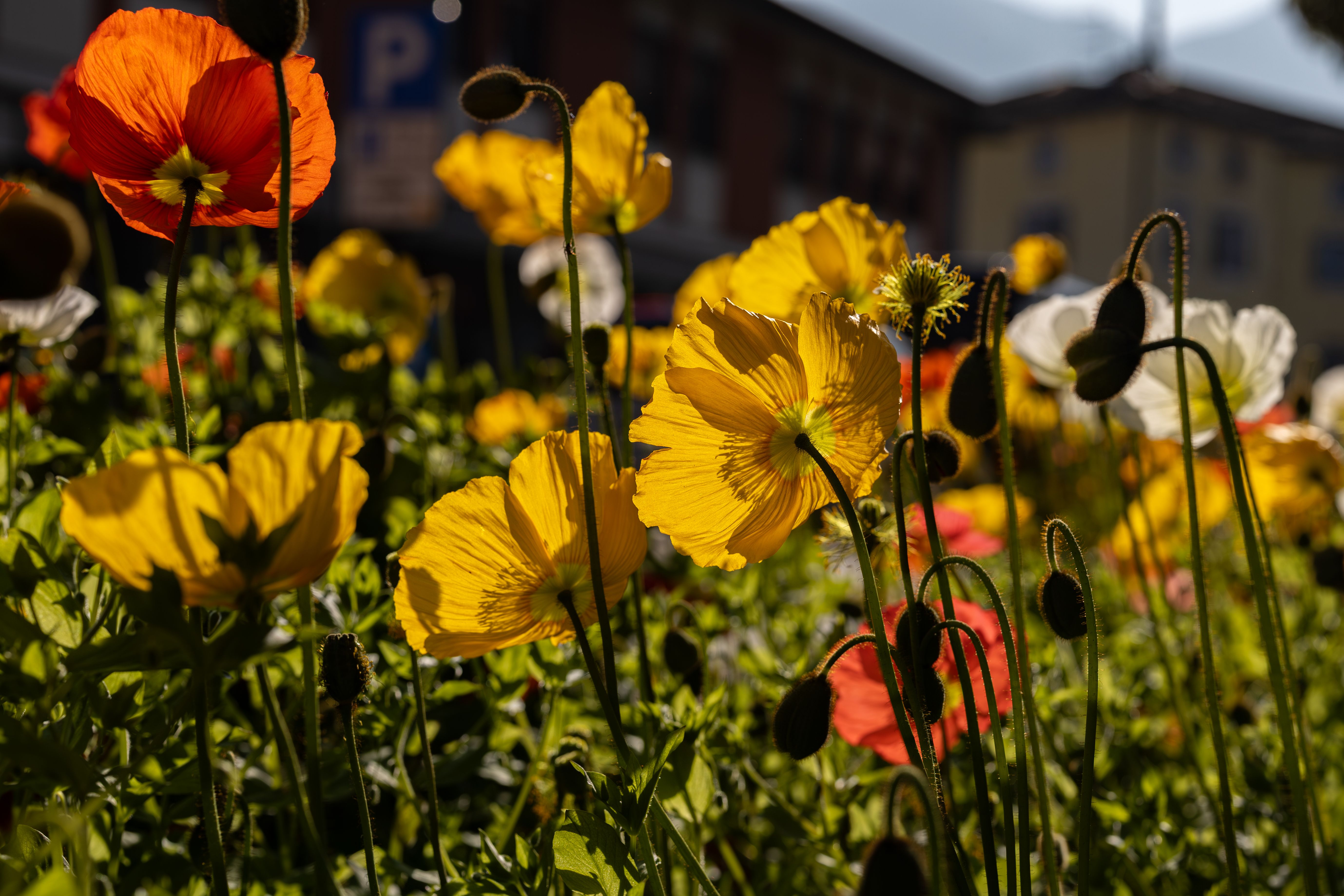 Vibrant Poppies in a Sunlit Italian Garden · Free Stock Photo