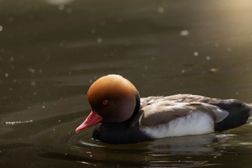 Free Beautiful red-crested pochard on a serene lake with vibrant plumage and bright red bill, exuding tranquility. Stock Photo