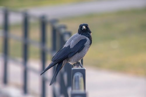 Free Close-up of a hooded crow (Corvus cornix) perched on a metal rail outdoors. Stock Photo