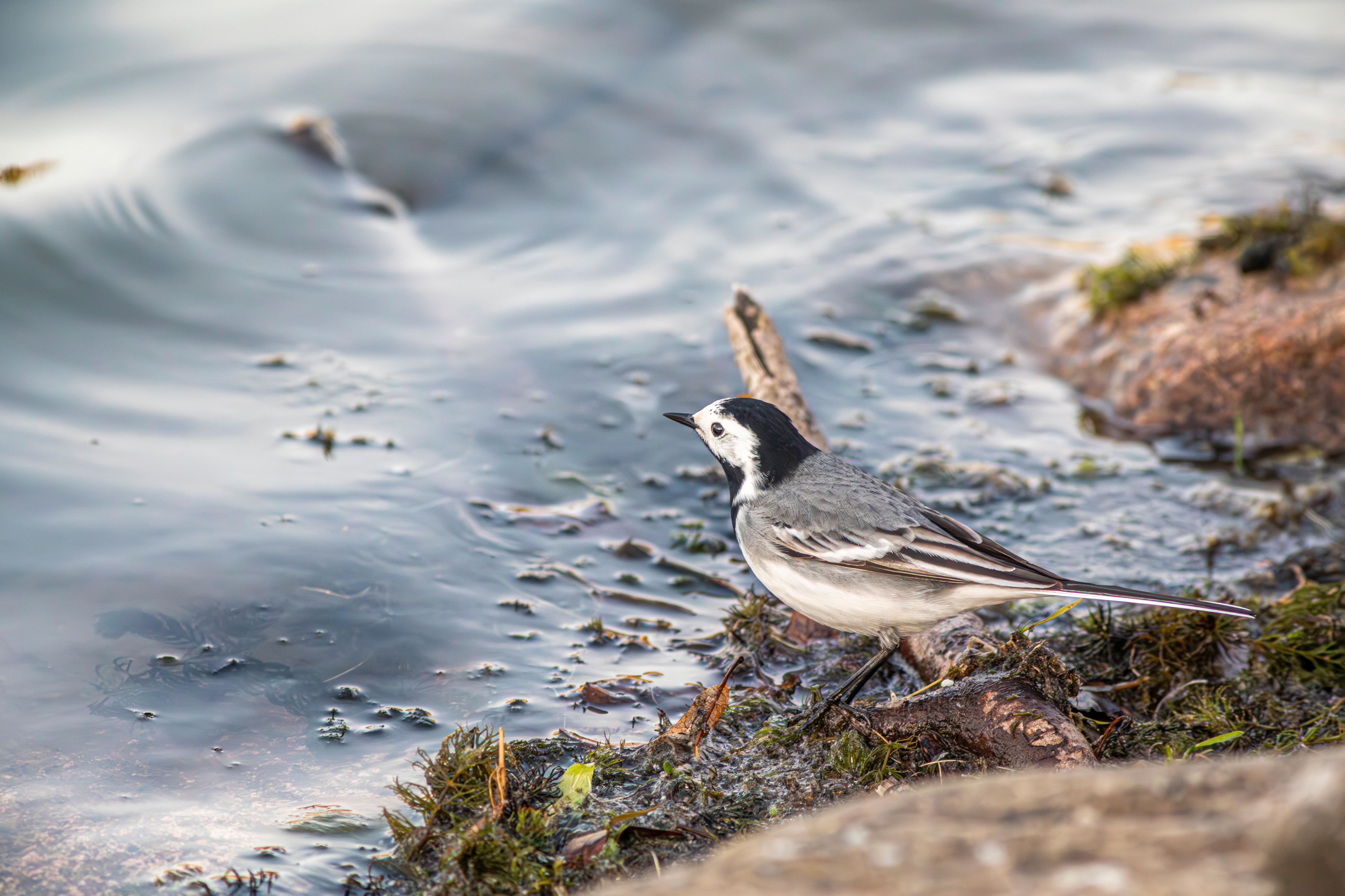 How to Add a Fountain to Your Bird Bath