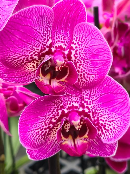 Free A stunning close-up of purple phalaenopsis orchids in full bloom, showcasing intricate patterns. Stock Photo