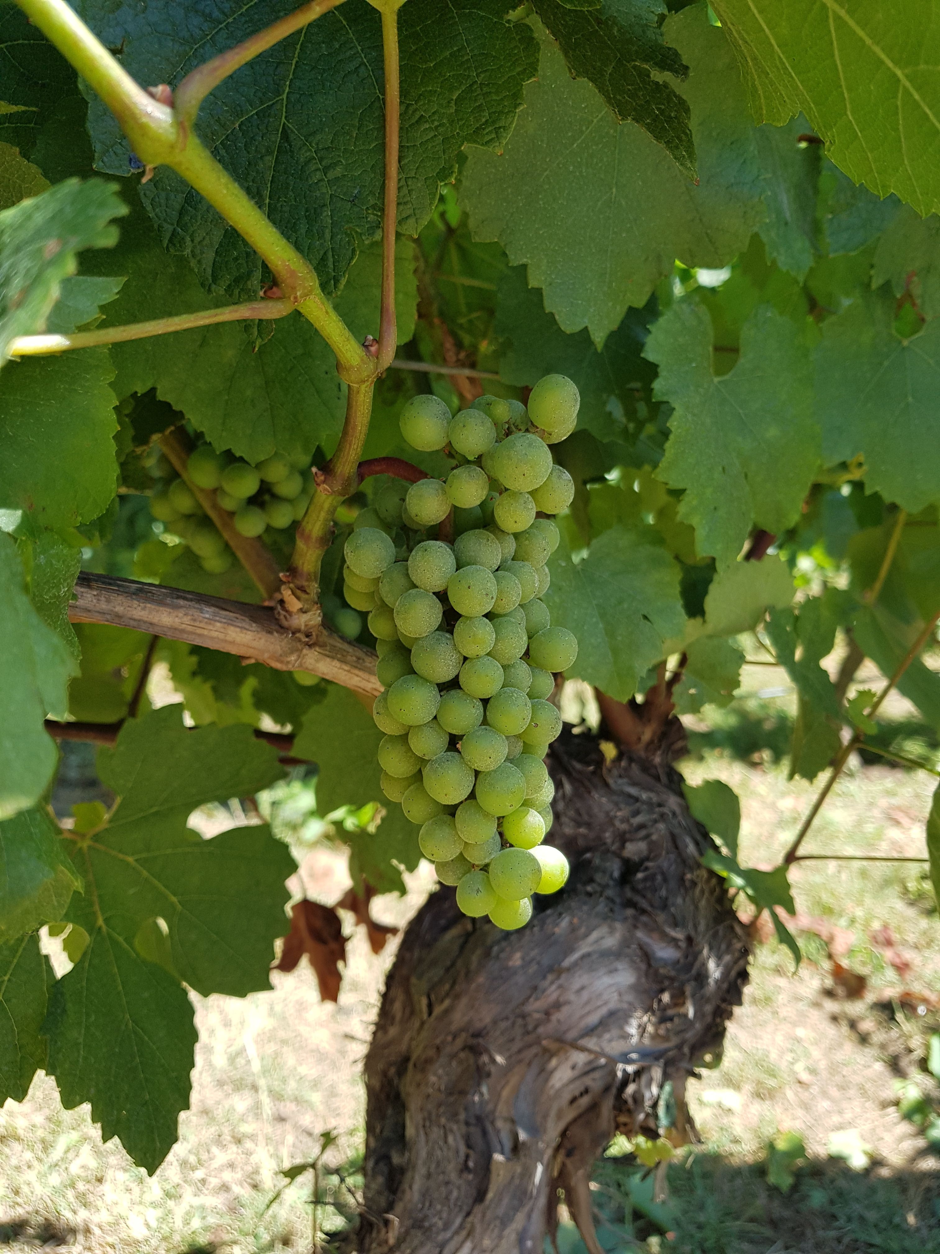Close-up of green grapes growing on a vine in a vineyard, highlighting fresh produce.