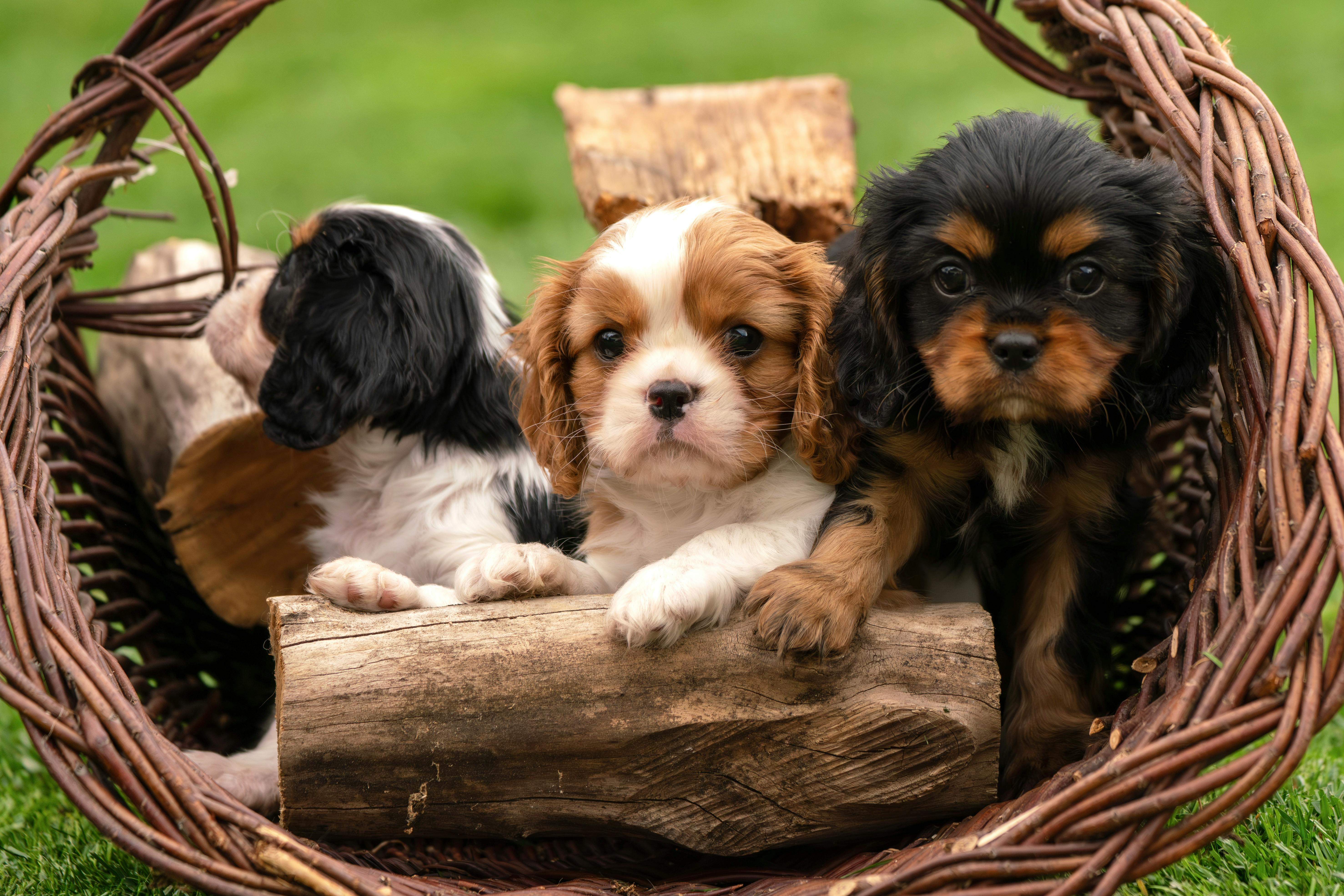 Affordable Puppies For Sale In San Antonio: Responsible Buying Guide
