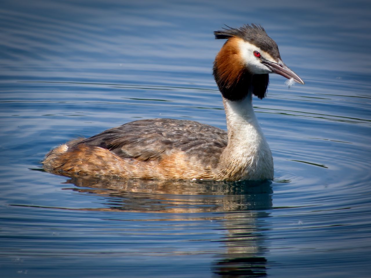 a great crested grebe gliding elegantly across a serene body of water