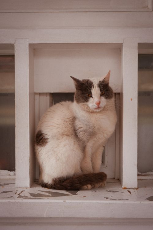 Free Charming cat sitting in a window nook on Heybeliada, İstanbul, showcasing classic feline elegance. Stock Photo