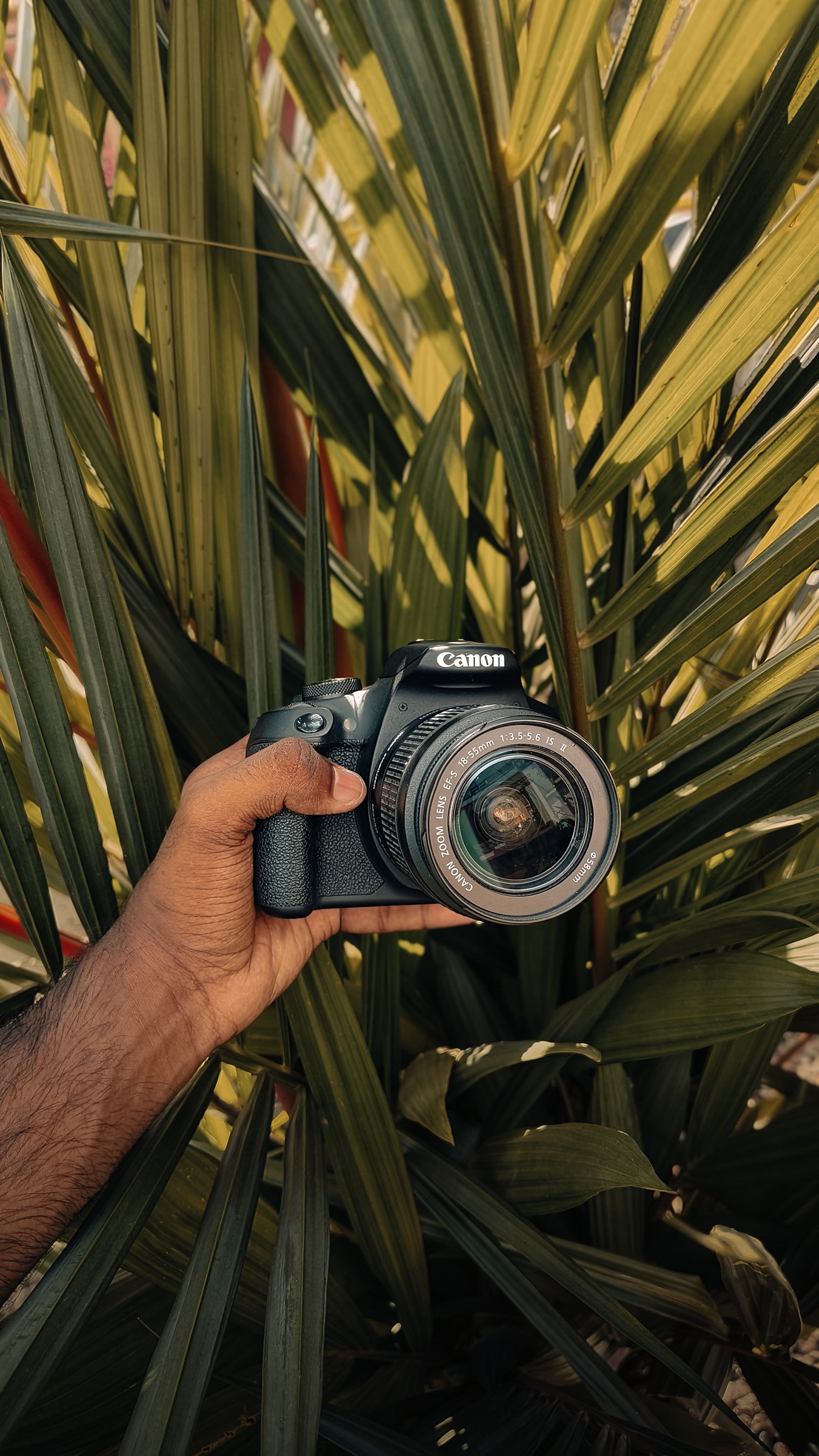 Close-up of hand holding camera against lush palm leaves, perfect for creative photography themes.