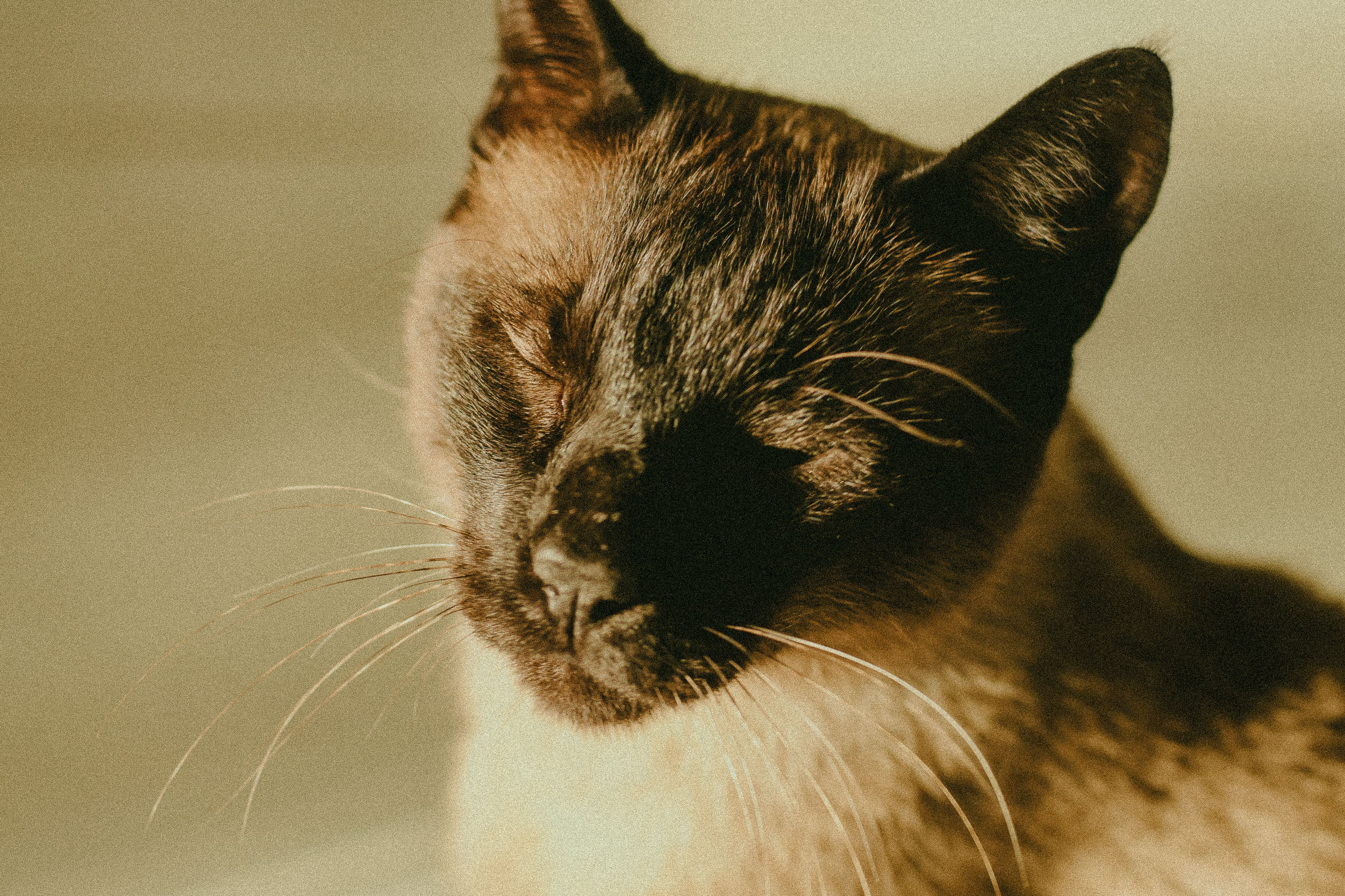 Portrait of a cat at a veterinary clinic