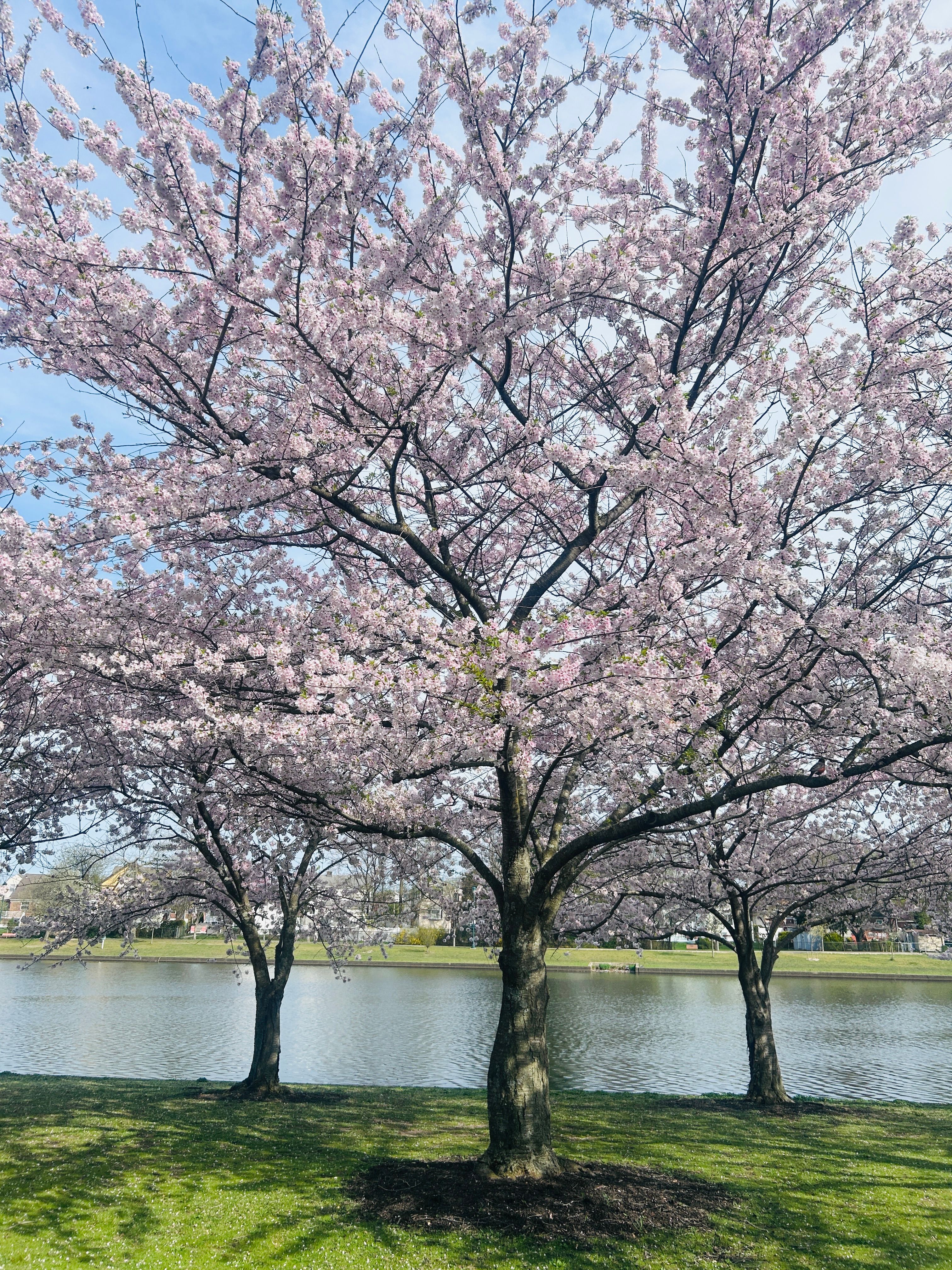 Beautiful Cherry Blossom Trees by a Serene Lake · Free Stock Photo
