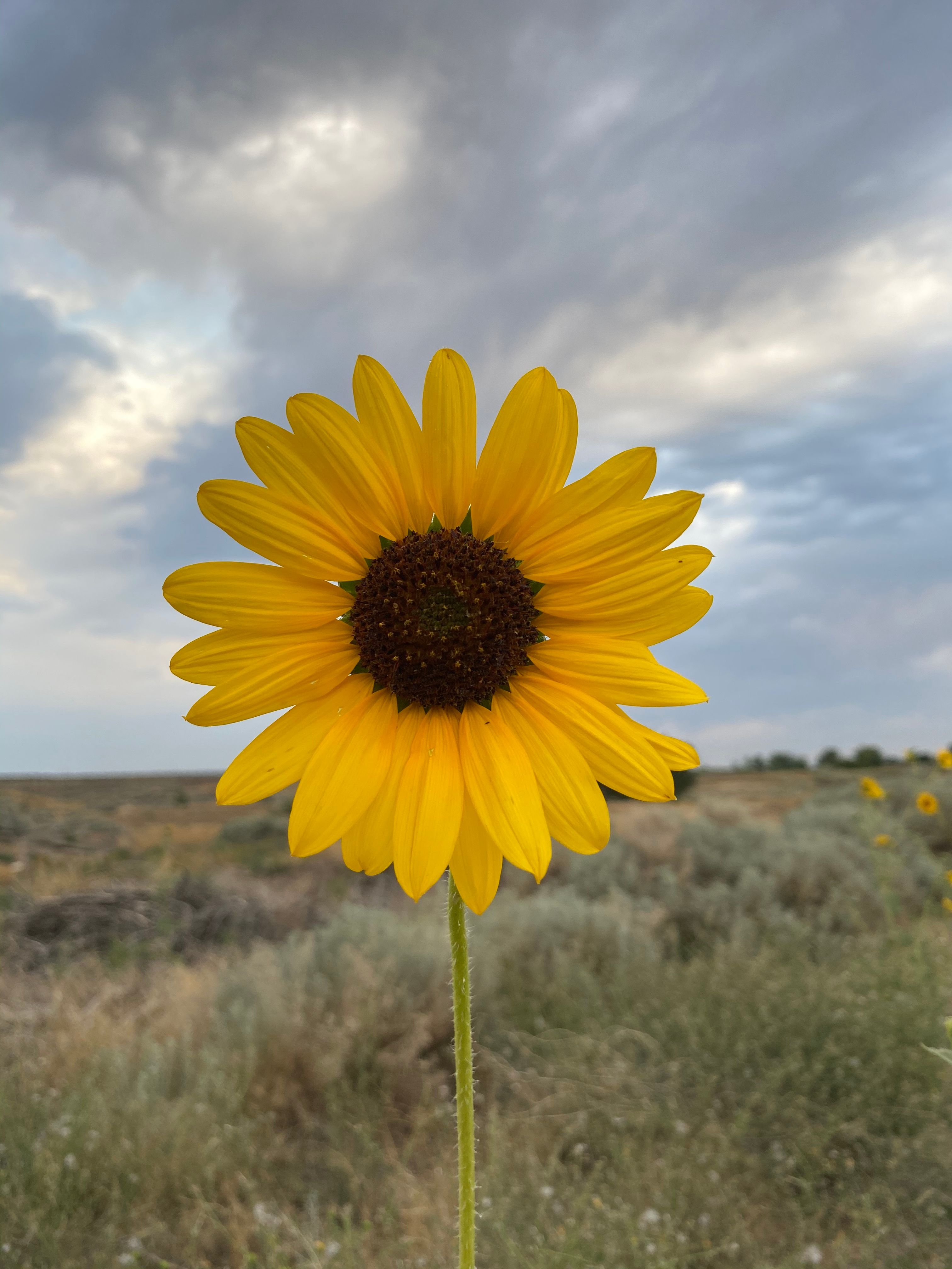 Idaho state flower — flowers