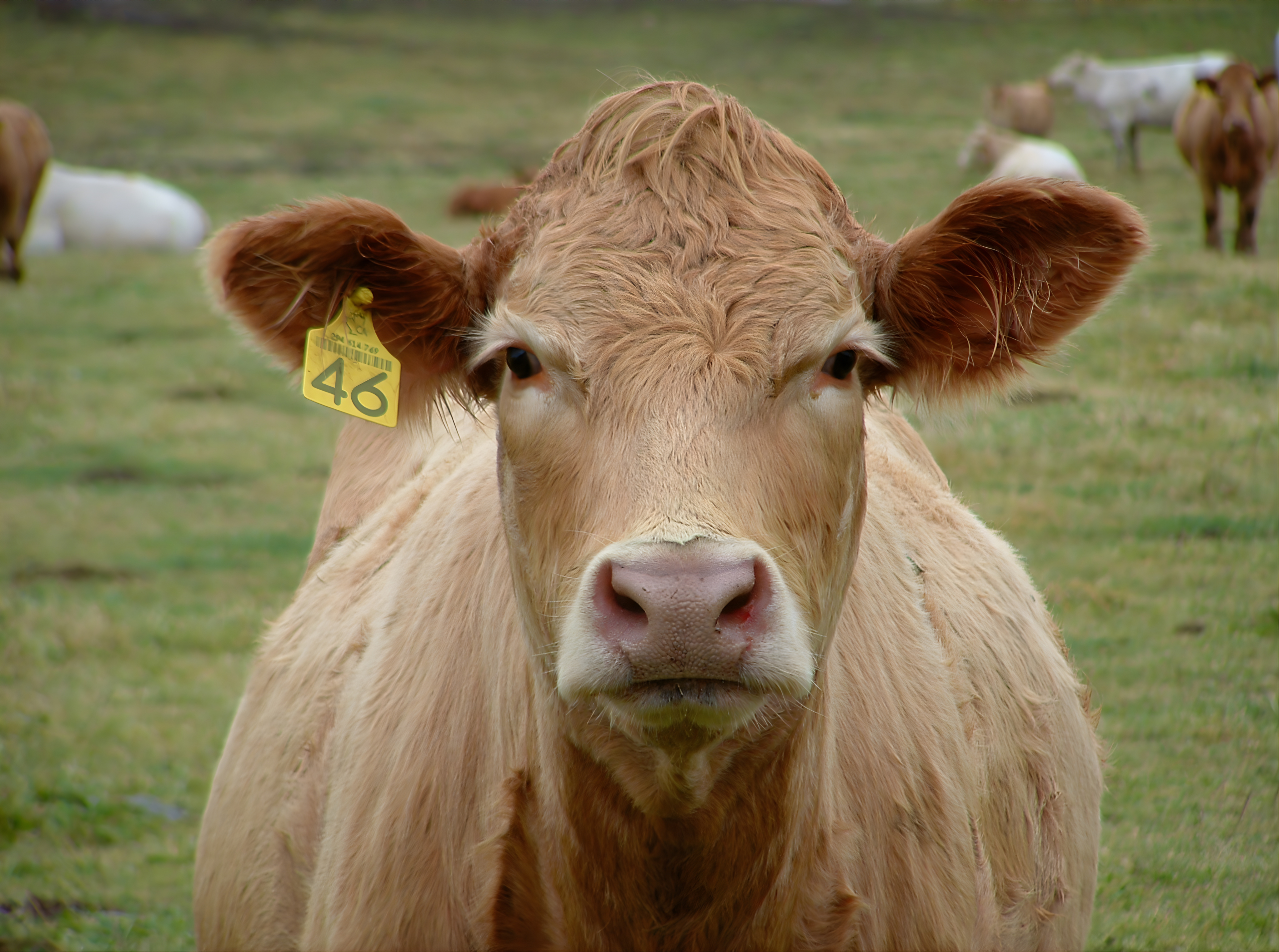 Portrait of a cow at a veterinary clinic
