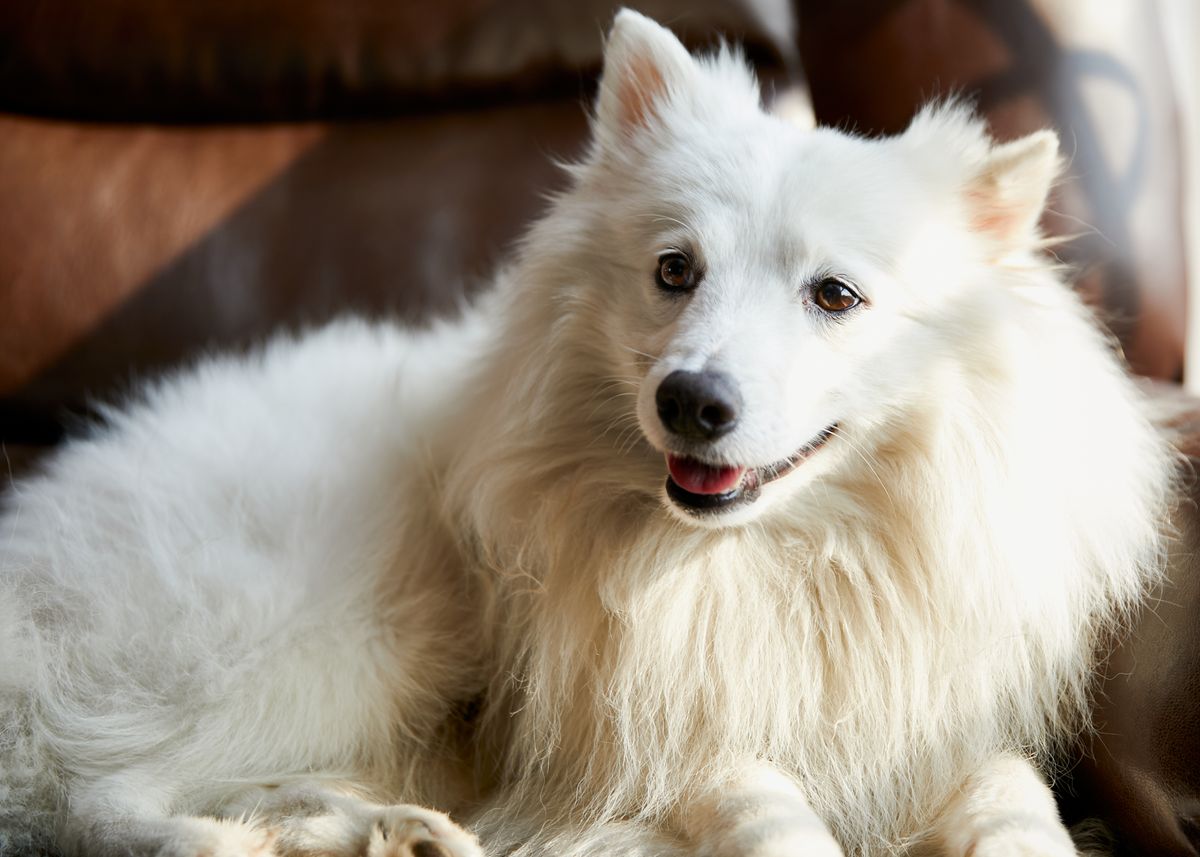 A white dog resting indoors where washable covers and supplies can support discharge care.