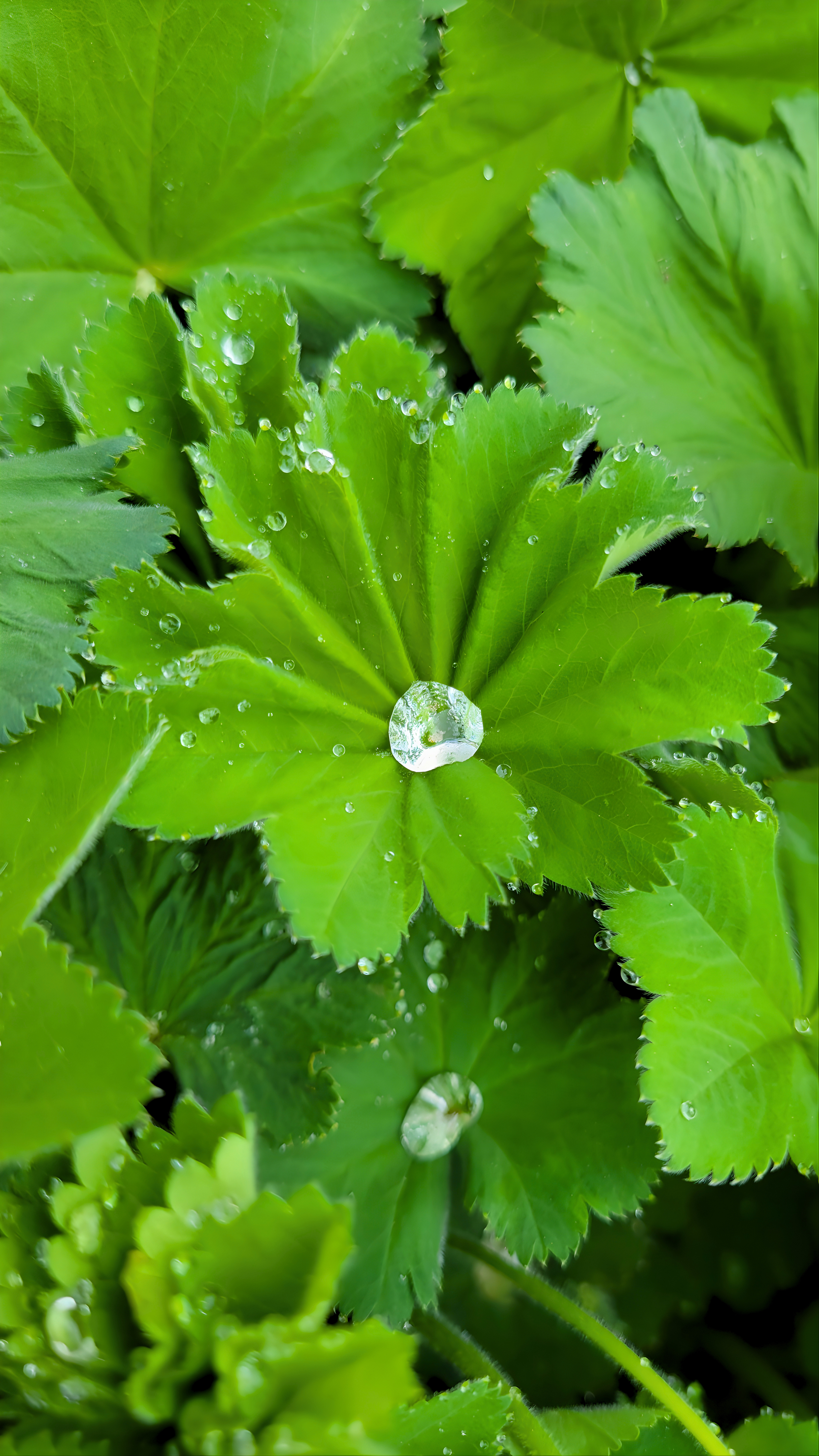 Vibrant Green Leaves with Dew Drops in Macro View · Free Stock Photo