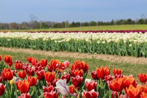 Free A colorful field of blooming tulips in Nokesville, Virginia showcasing spring's beauty. Stock Photo