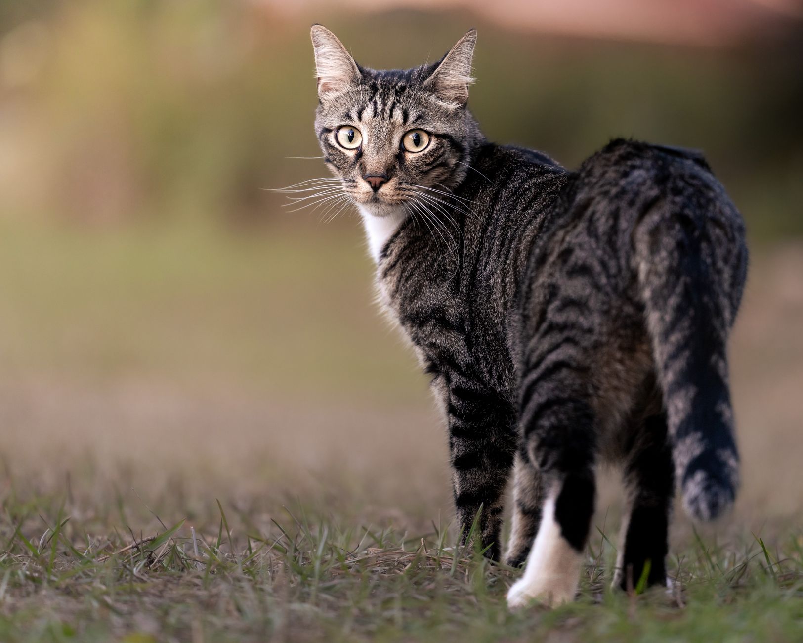 Portrait of a cat at a veterinary clinic