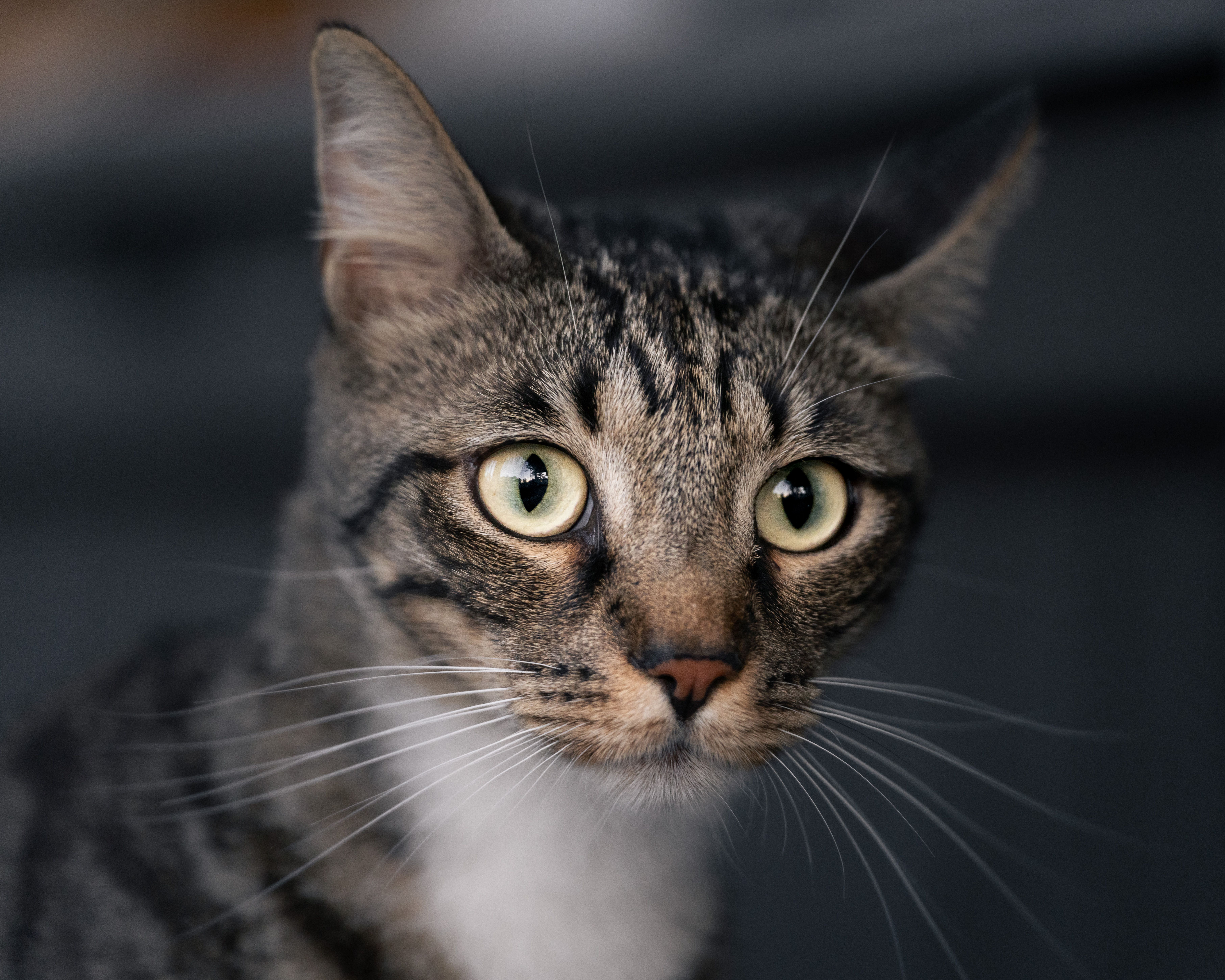pet insurance, veterinary costs, pet health coverage, dog insurance, cat insurance, pet wellness — Photo by Dmytro Koplyk on 