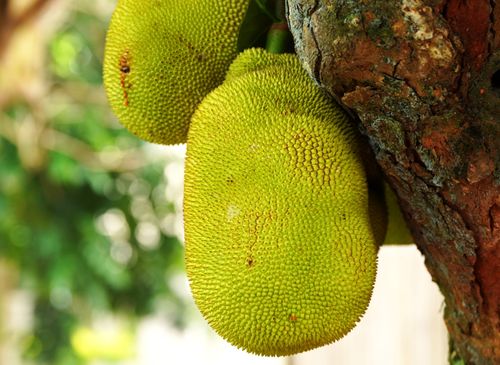 Free Vibrant green jackfruit growing on a tree in a natural setting. Stock Photo
