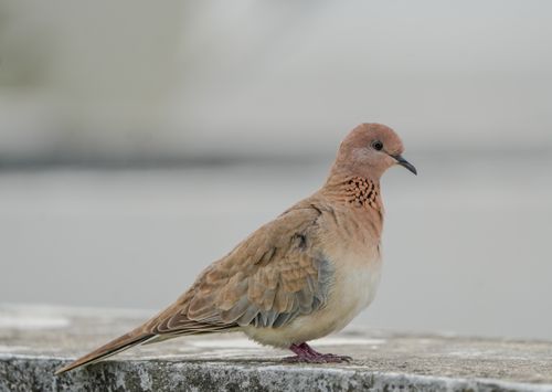 Free A detailed image of a Laughing Dove perched on a concrete surface, showcasing its distinctive plumage. Stock Photo