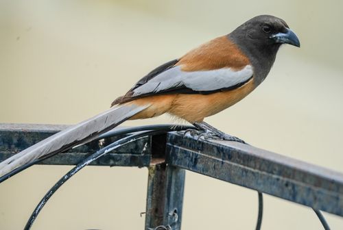 Free A vibrant Rufous Treepie perched on a metal railing, captured in close detail. Stock Photo