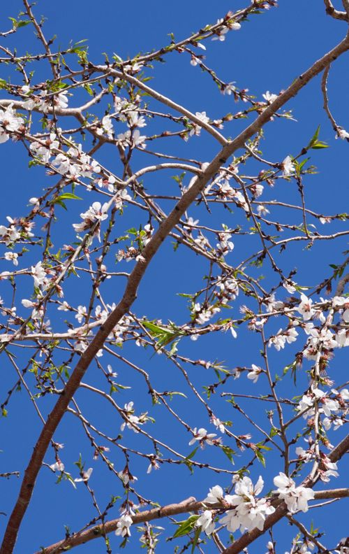 Free Delicate almond blossoms on branches set against a vibrant blue sky signify springtime beauty. Stock Photo