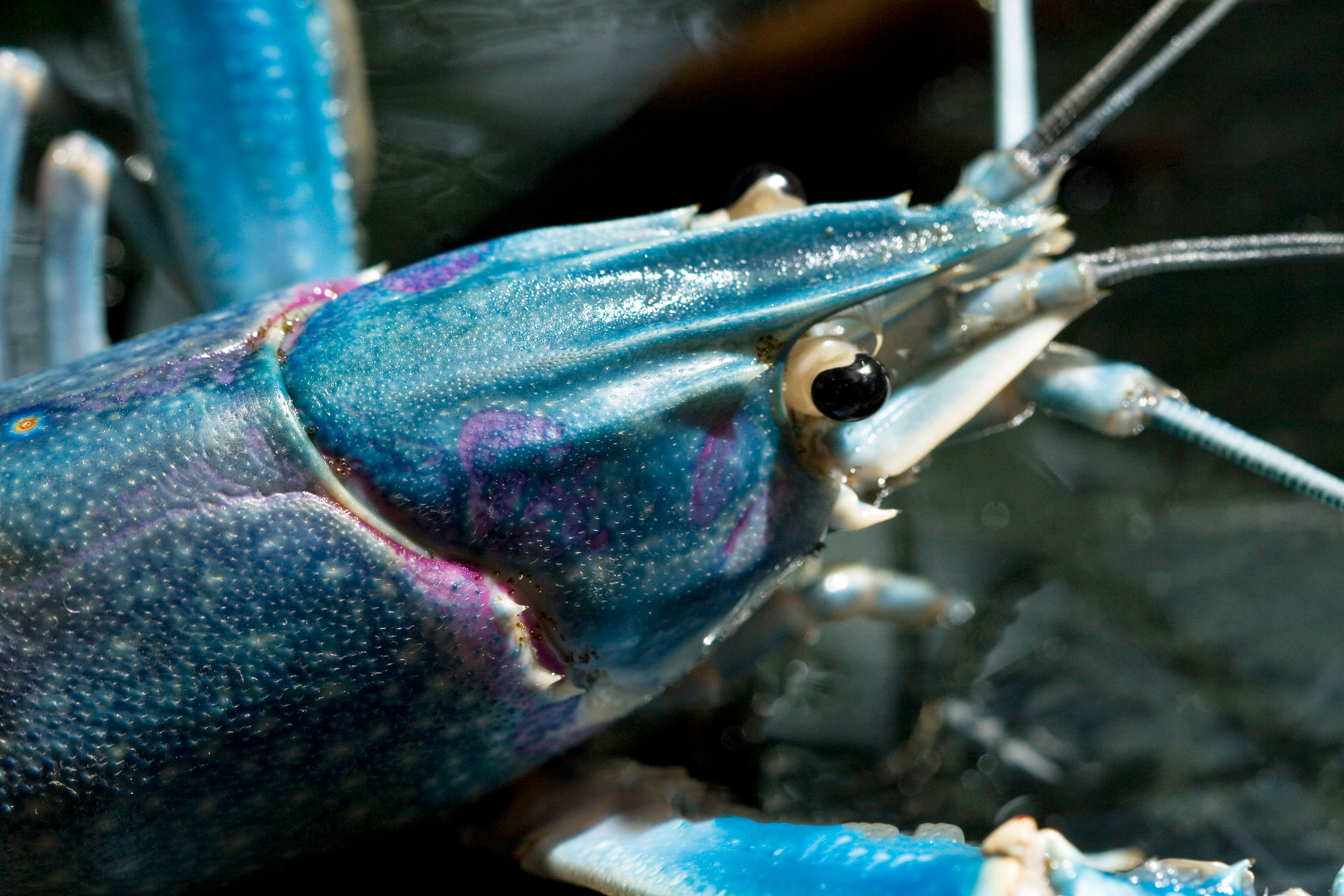 Fish and crustaceans, molluscs and other aquatic invertebrates
