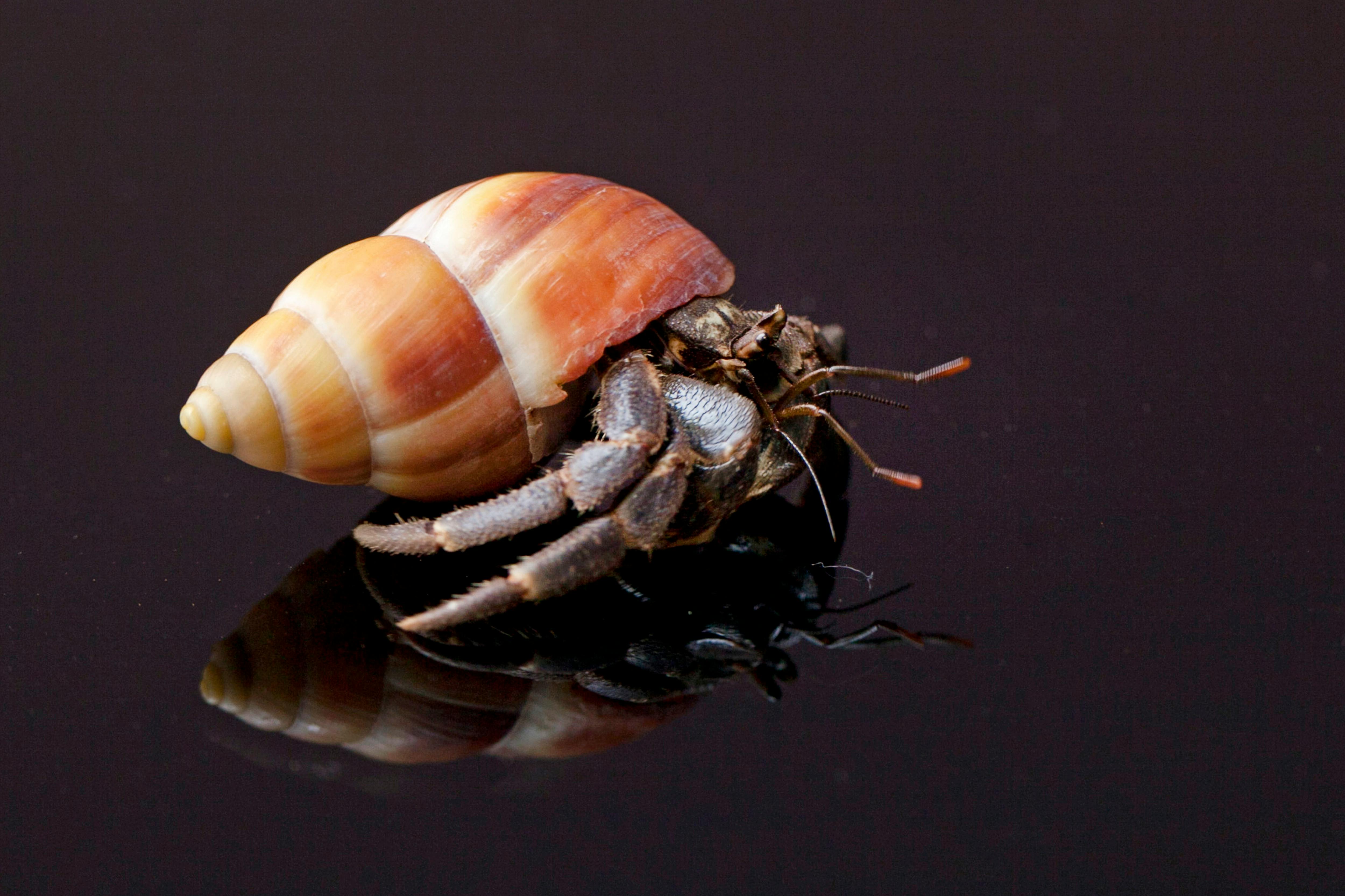 Detailed image of a hermit crab in a striped shell reflected on a glossy black surface.