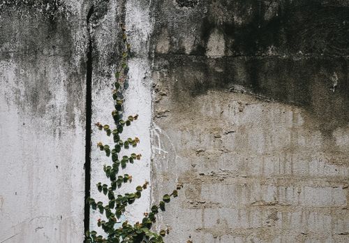 Free Lush green vines gracefully climb a textured, weathered wall in Ben Tre, Vietnam. Stock Photo