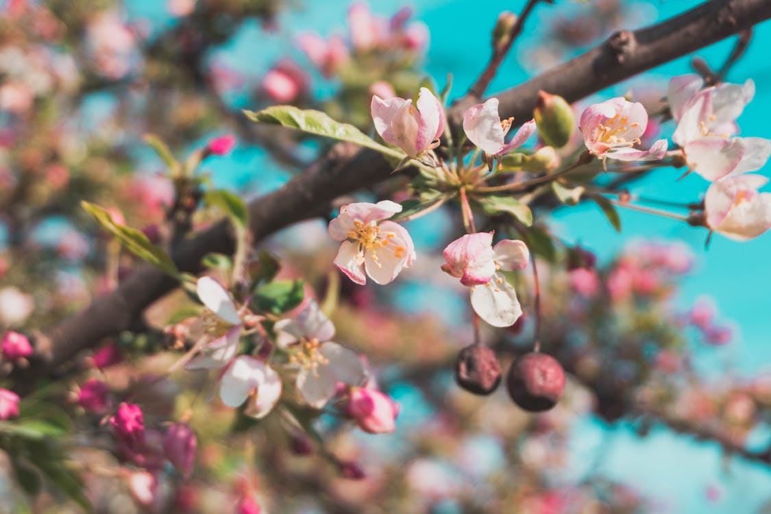 Free Selective Focus Photo of White and Pink Petaled Flowers Stock Photo