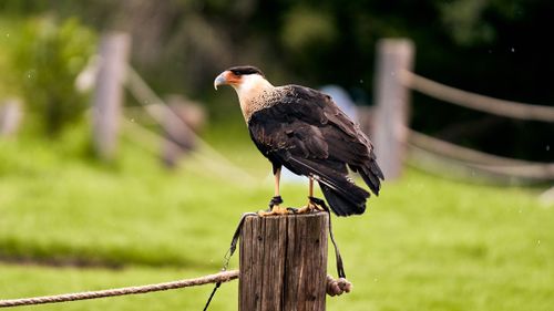 Free A Crested Caracara bird perched on a wooden post in a grassy outdoor setting. Stock Photo