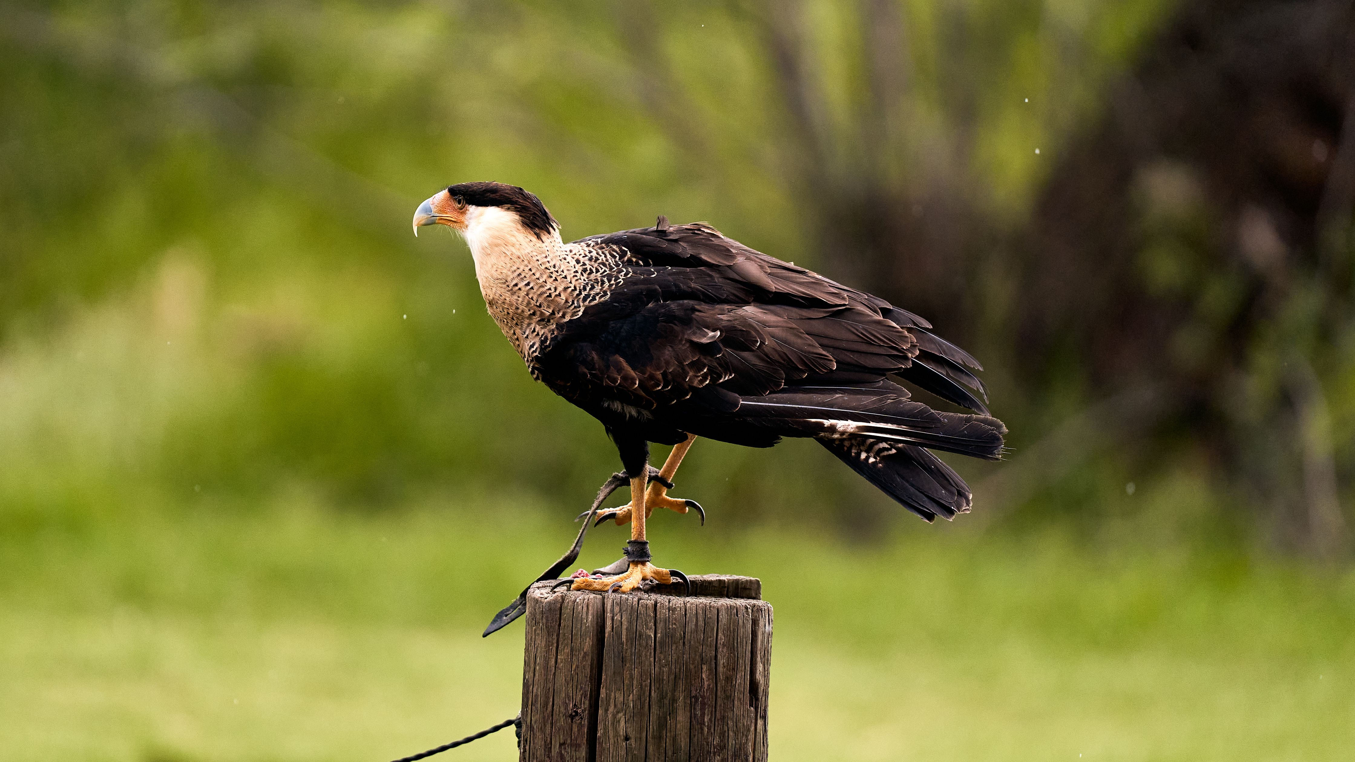 Bird Watching & Wildlife Viewing