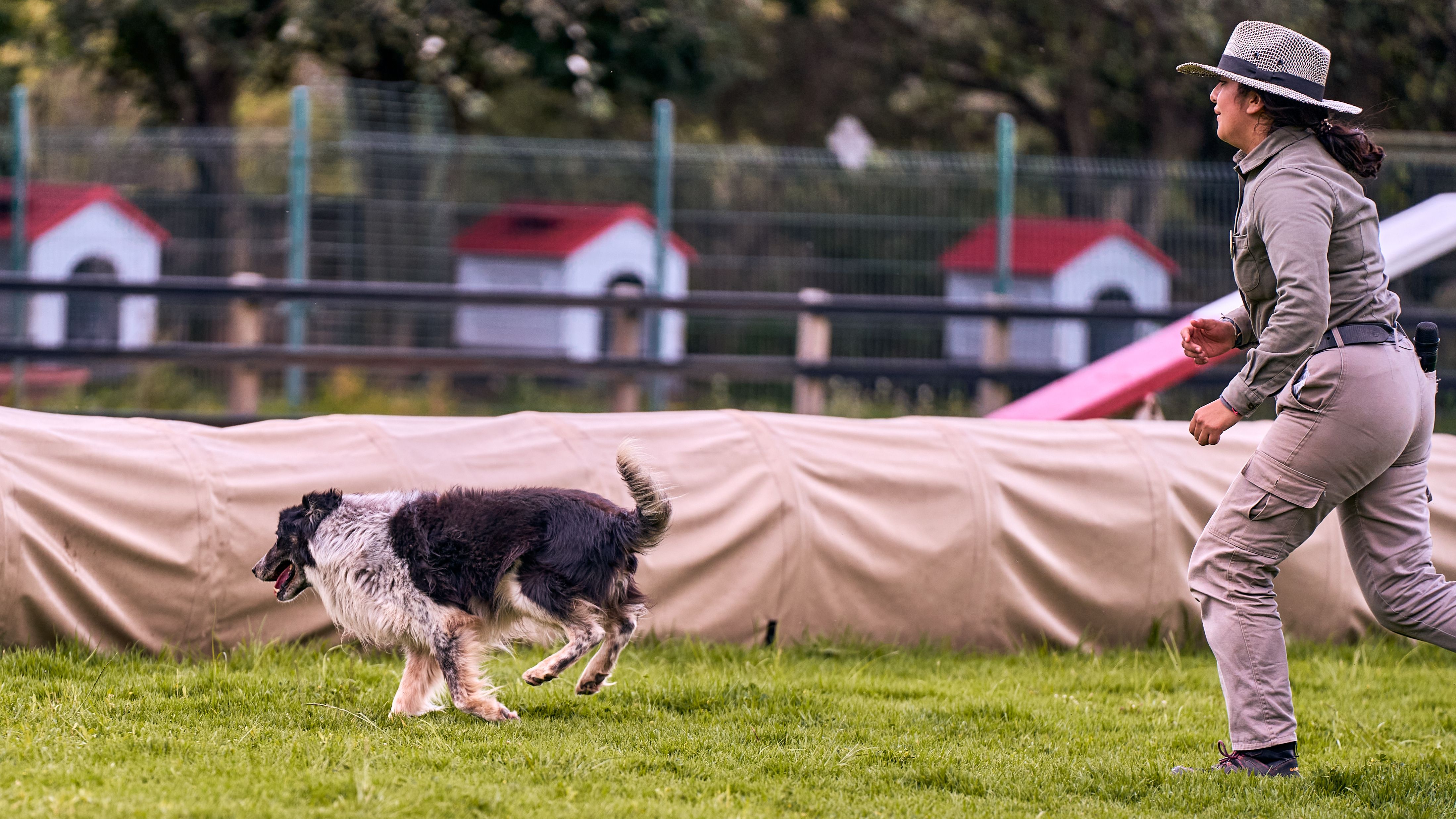 Hundetraining im Freien