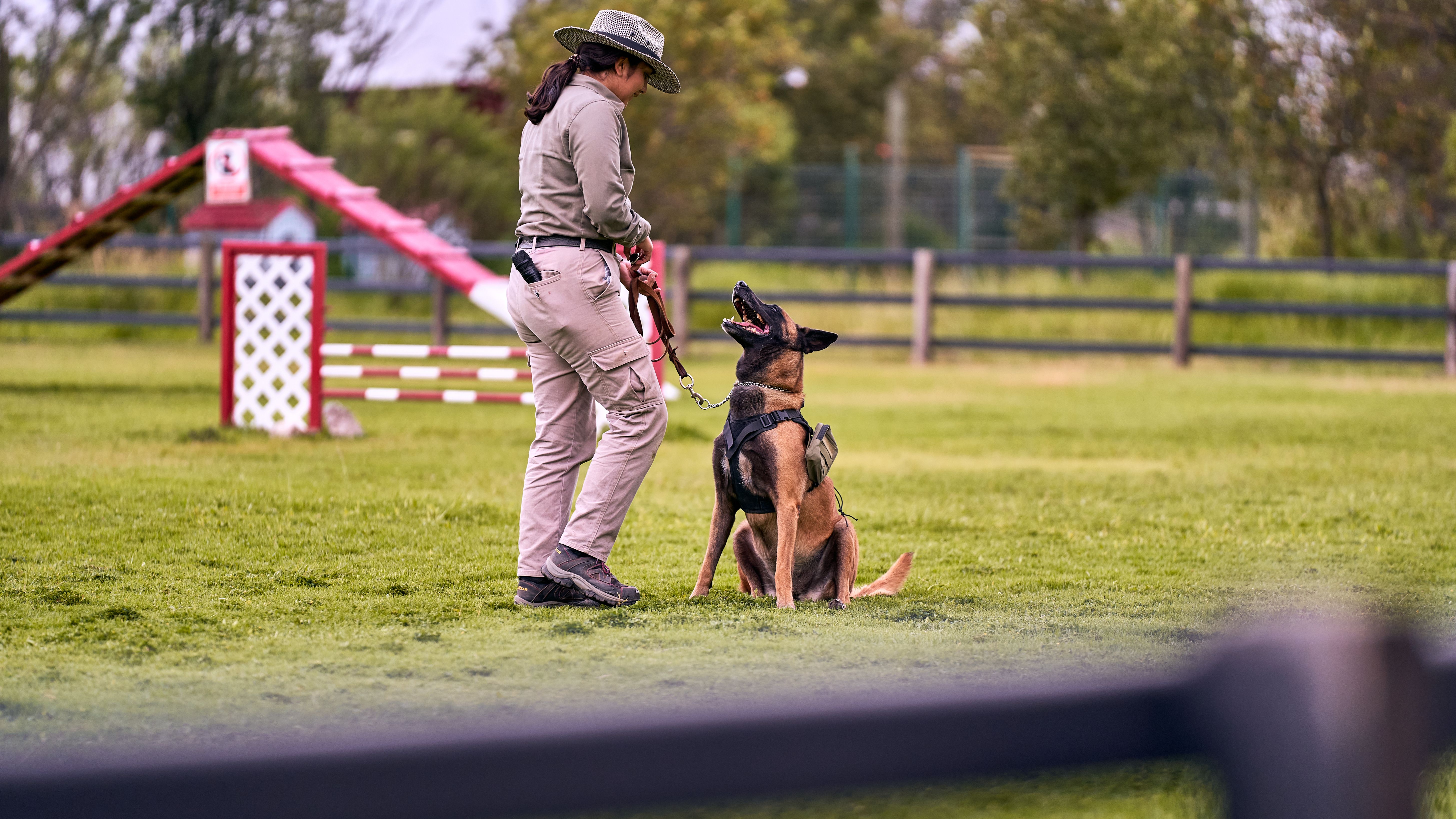 Puppy Training Basics - BrookePuppy: Complete Training Guide
