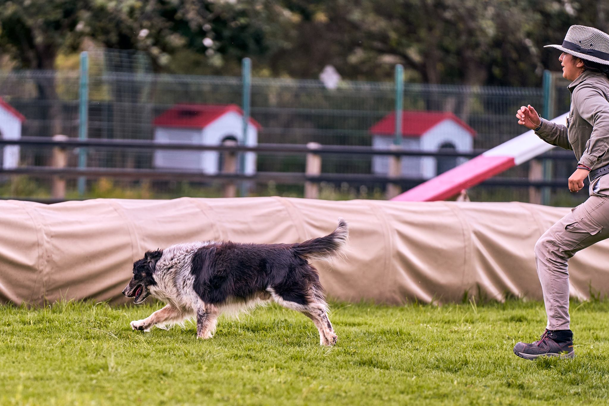 Dog trainer working with a dog outdoors