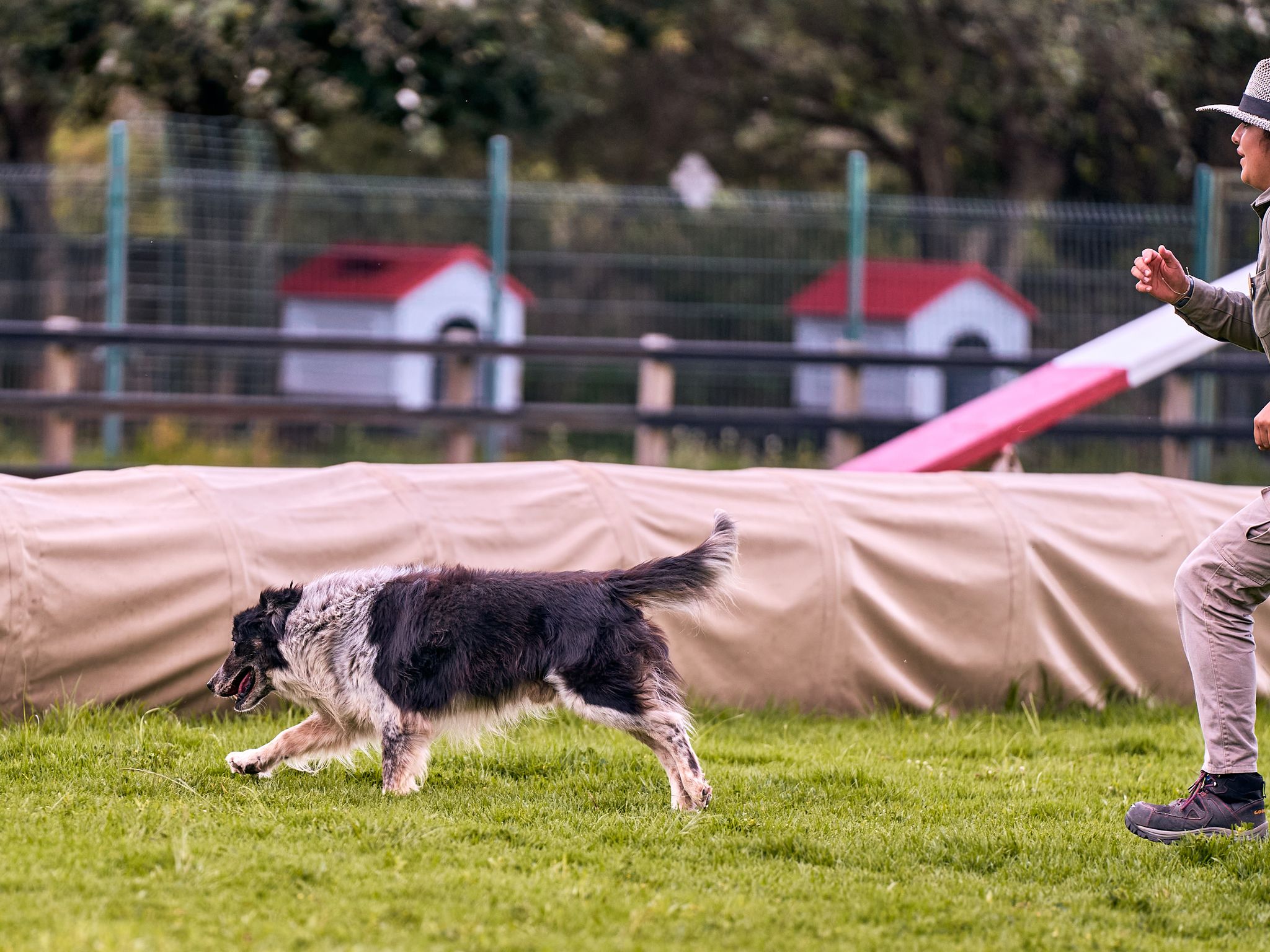 Dog trainer working with a dog outdoors