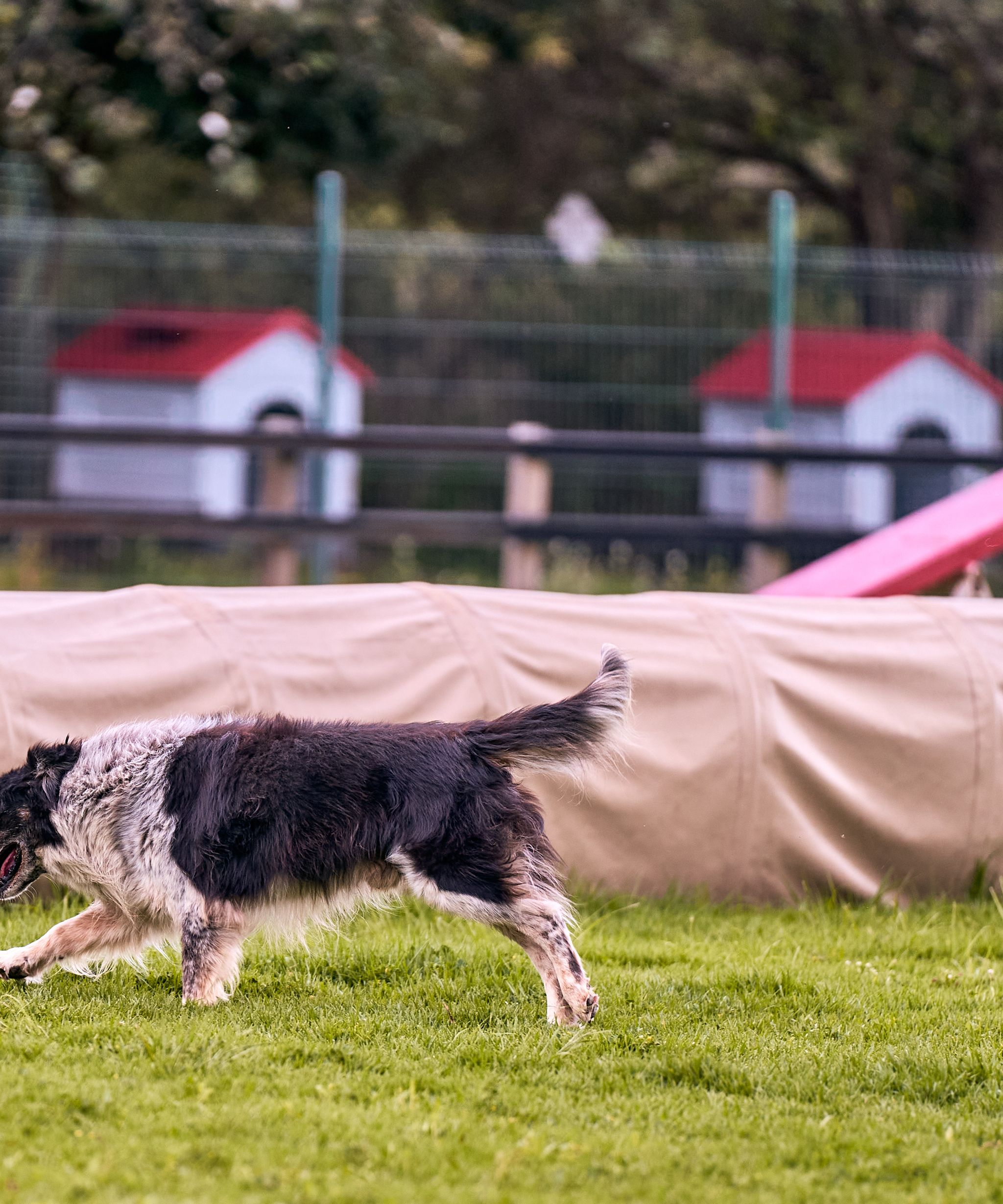 Dog trainer working with a dog outdoors