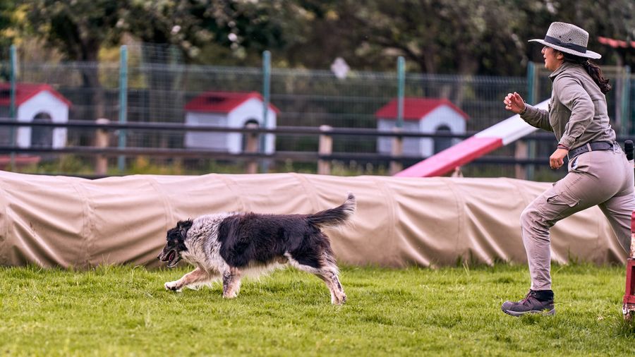 Trainer working with a border collie during agility certification assessment