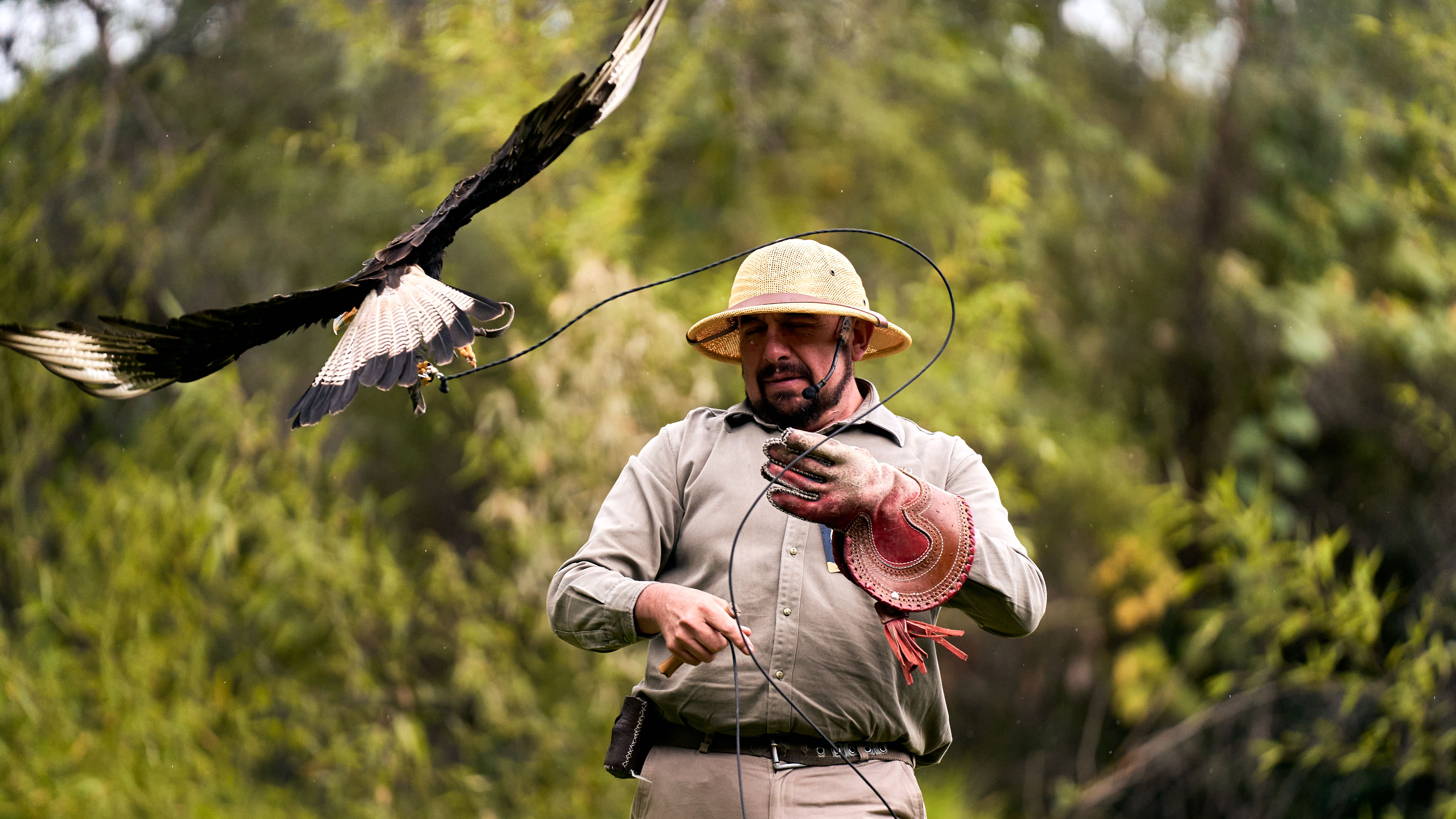 Man Falconer with Bird of Prey Outdoors · Free Stock Photo