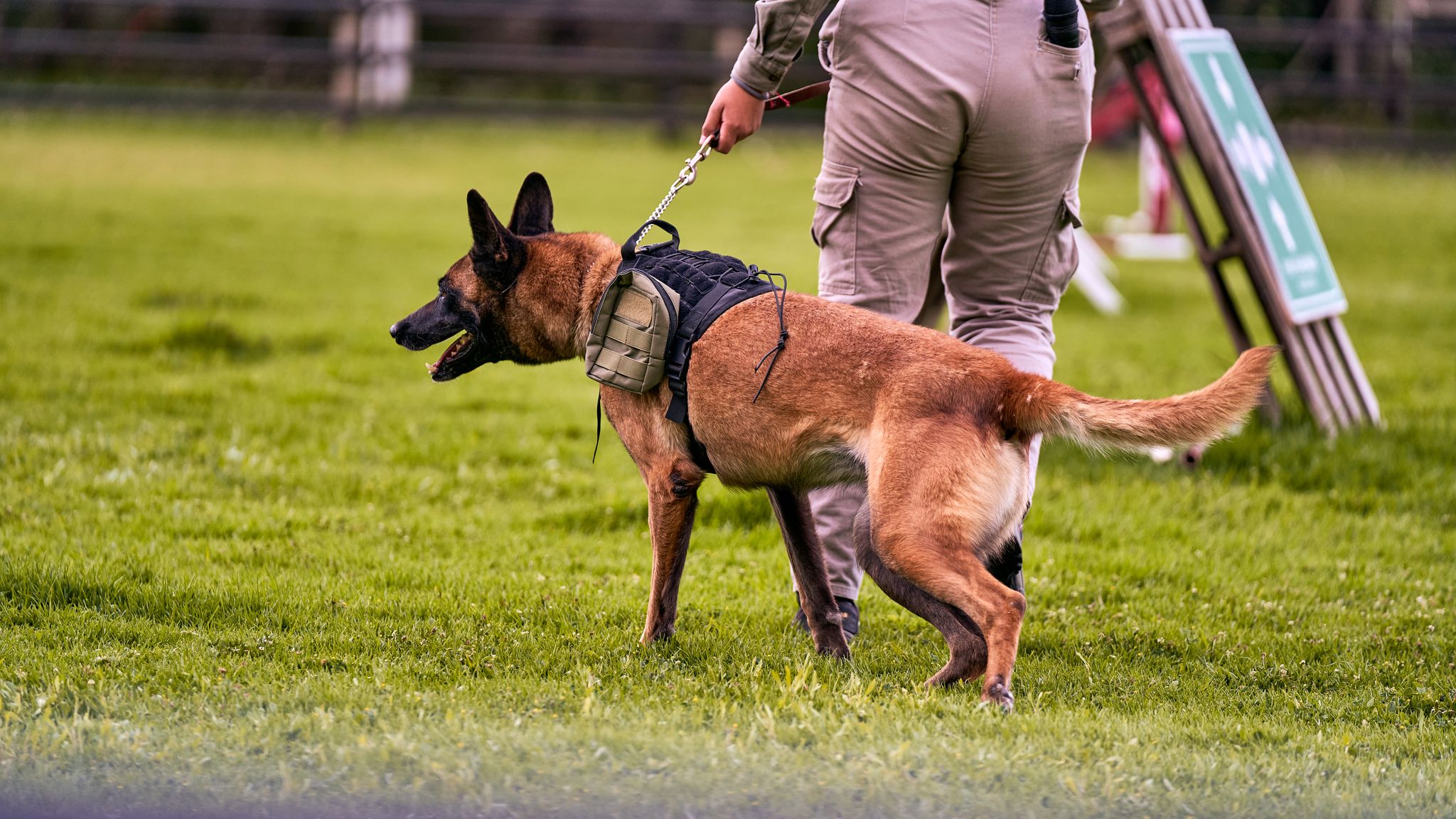 Uitgehongerde hond in beslag genomen na melding omstanders