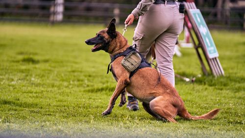 Professional trainer working with a dog in a field setting