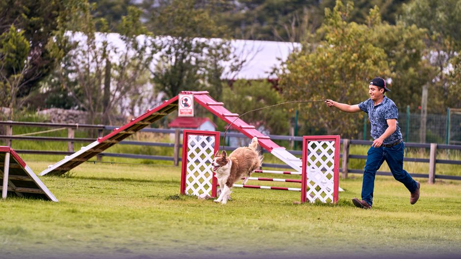 Pet Insurance for Dogs in Competitive Agility Sports UK 2026