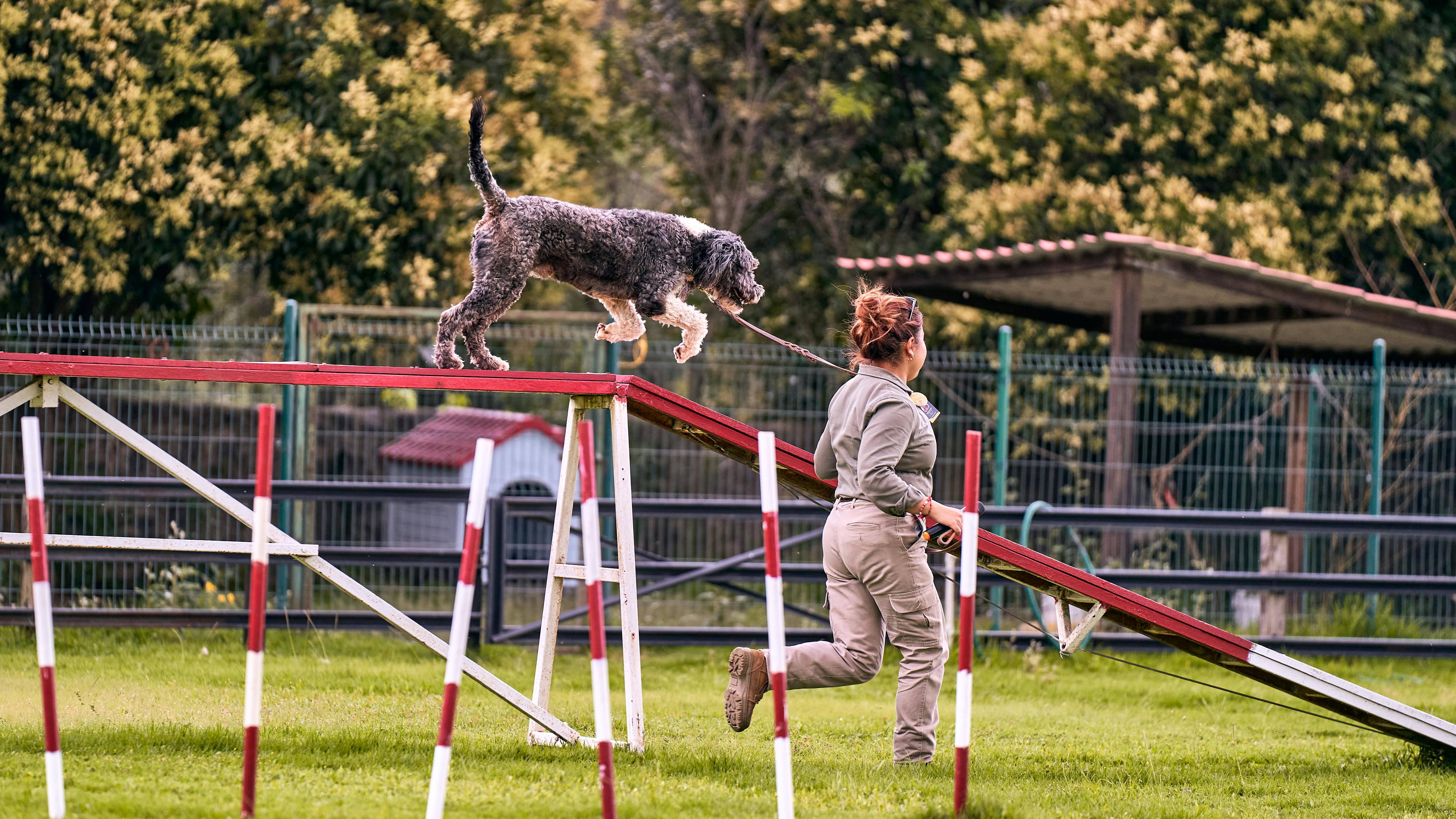 Ethical kennel scene for herding dogs with attentive dogs and handlers