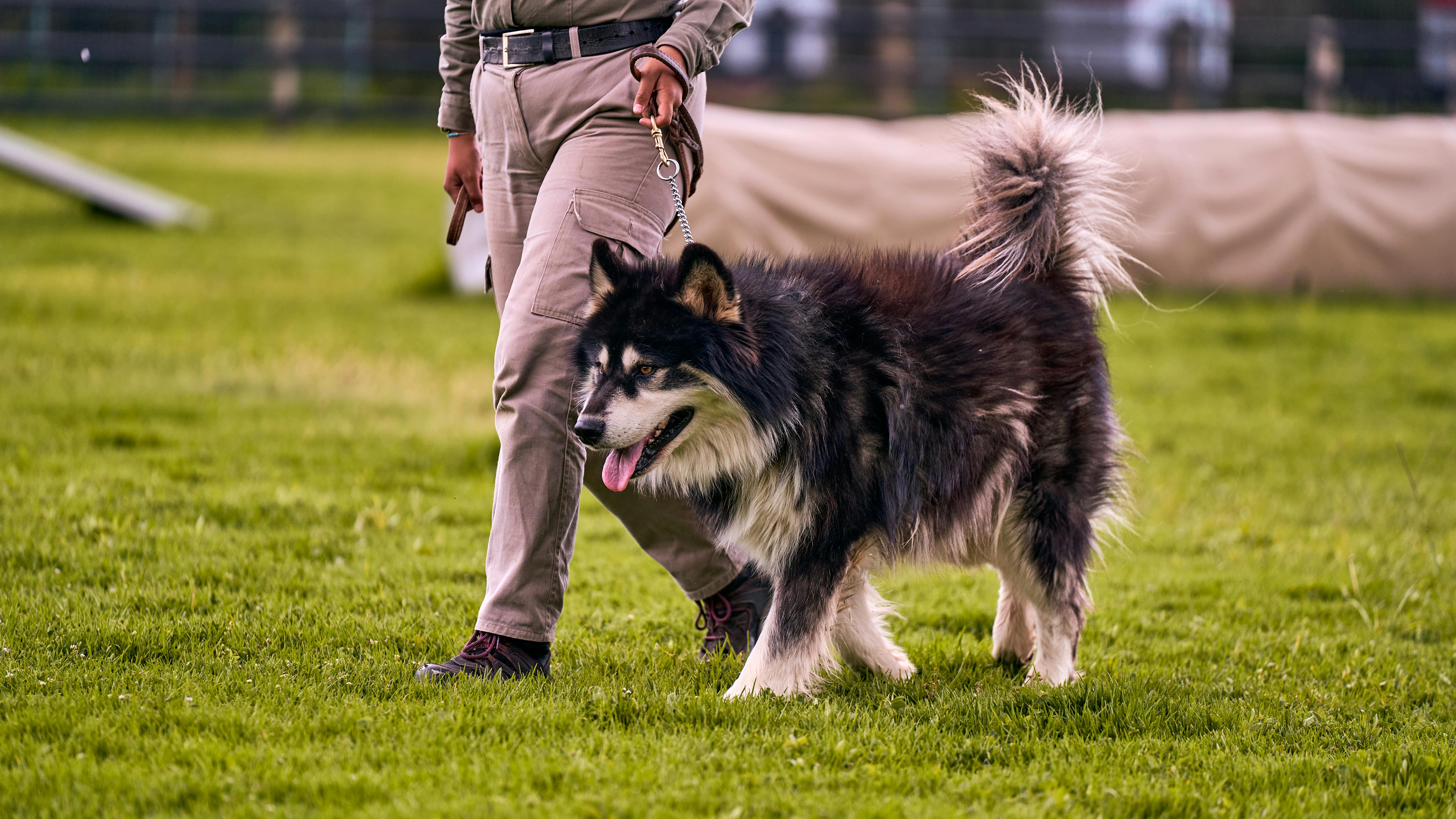 pet lifestyle bhopal — Photo by Willians Huerta on Pexels
