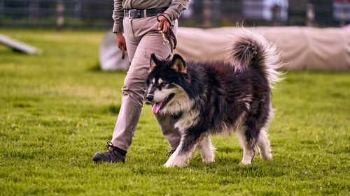 Free A person walking a fluffy Alaskan Malamute on a leash across a grassy field, suggesting outdoor activity and companionship. Stock Photo