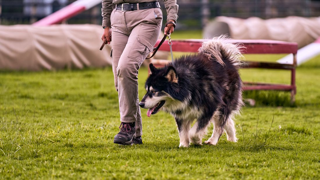 Parkta tasmalı büyük köpekle yürüyen kişi