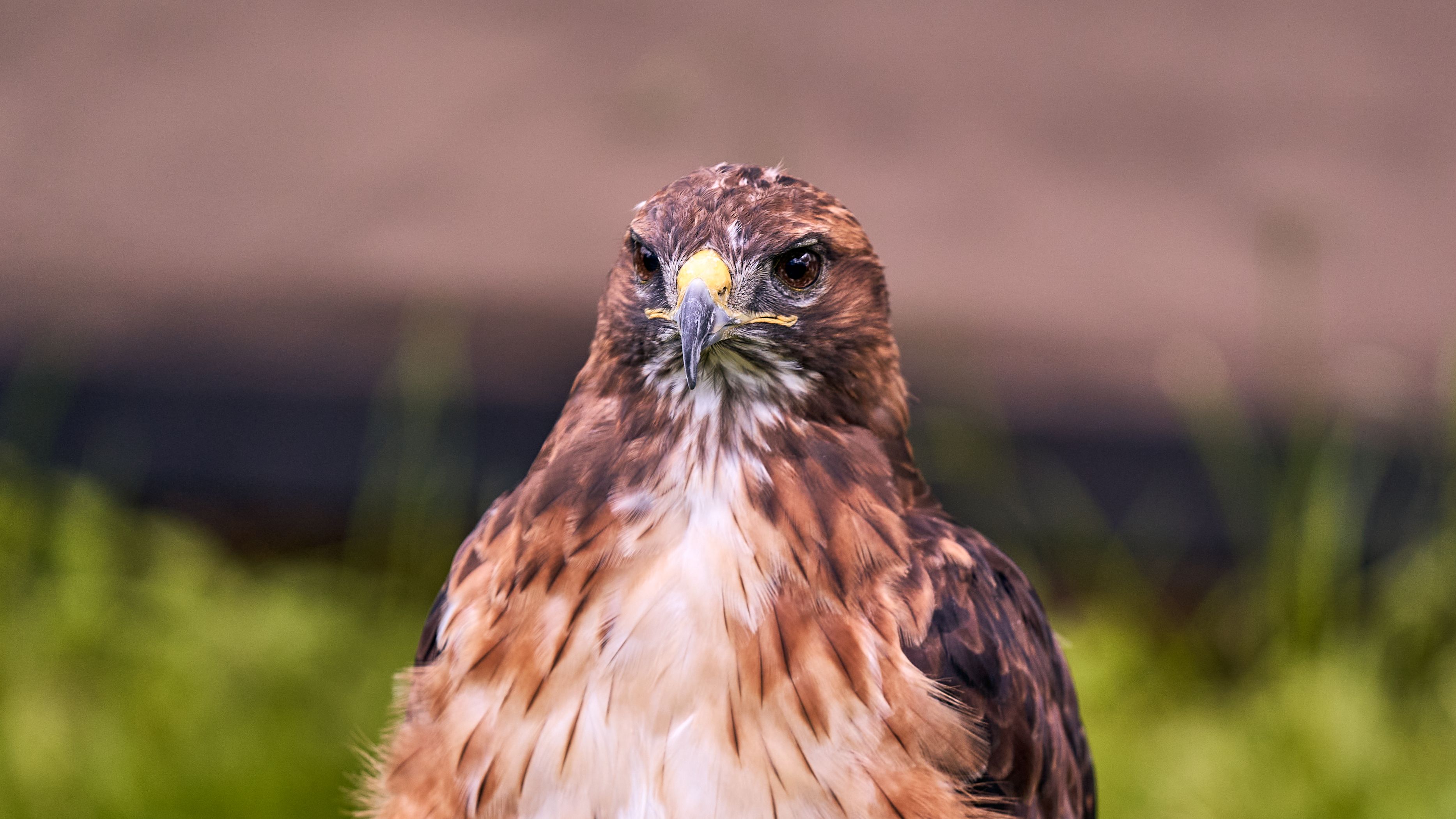 Brown Hawk in Close Up Photography · Free Stock Photo