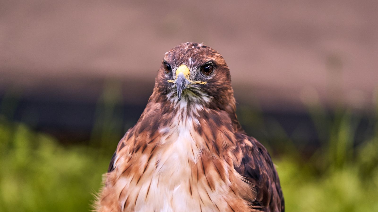 A Hawk in Close Up Photography · Free Stock Photo