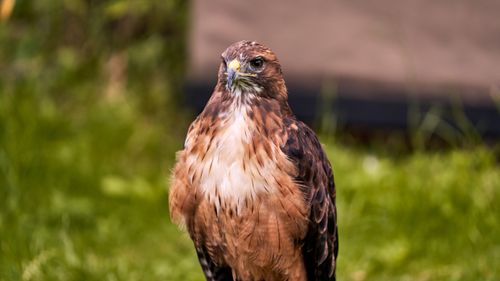 Free Close-up of a majestic red-tailed hawk standing on lush green grass, showcasing its striking plumage. Stock Photo