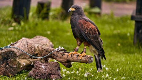 Free A Harris's Hawk (Parabuteo unicinctus) perched on a branch in an outdoor setting. Stock Photo