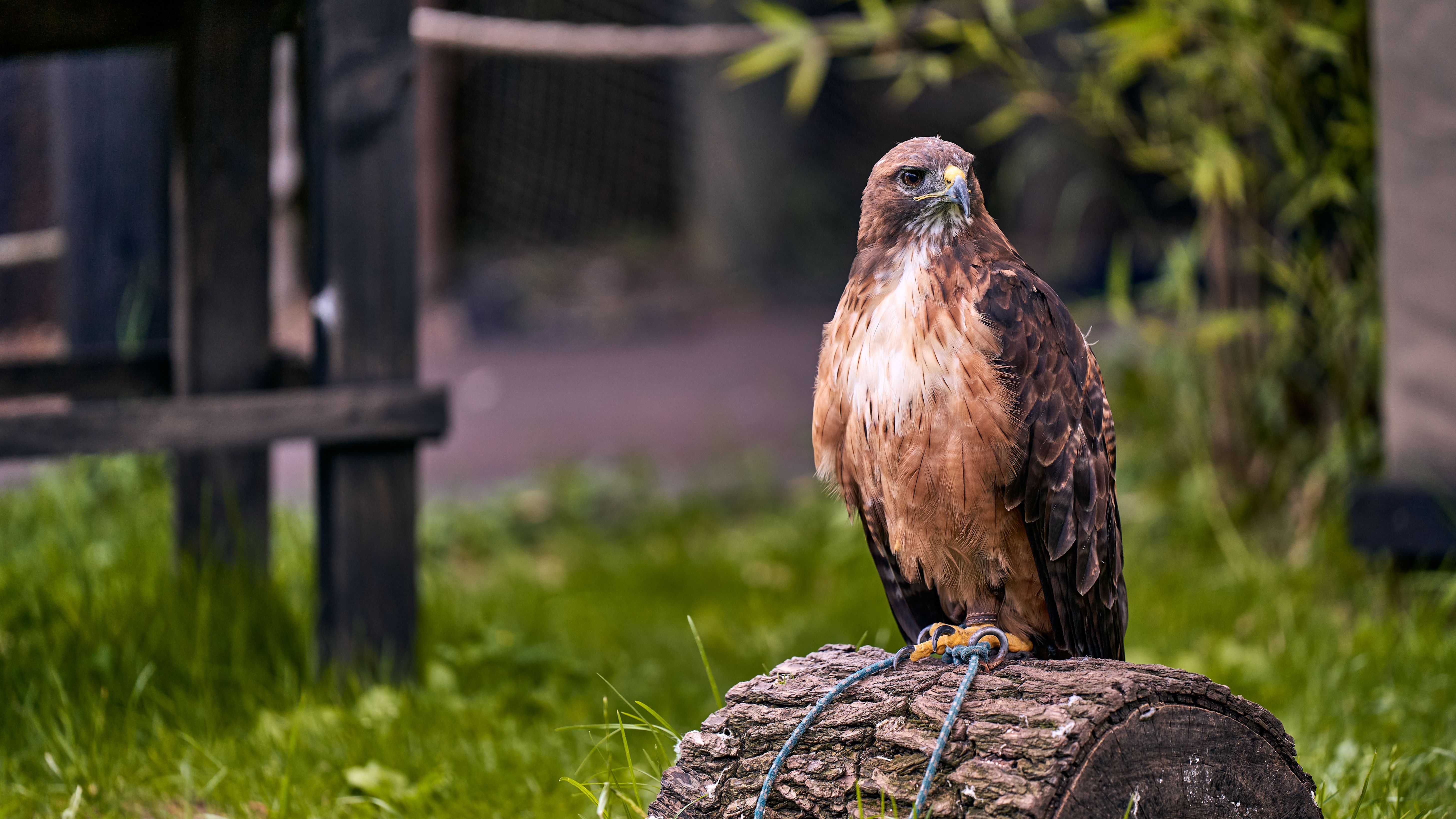 Majestic Hawk Perched on Log in Nature · Free Stock Photo