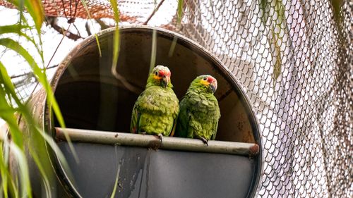 Free Two vibrant green parrots resting in a metal pipe within a zoo enclosure setting. Stock Photo