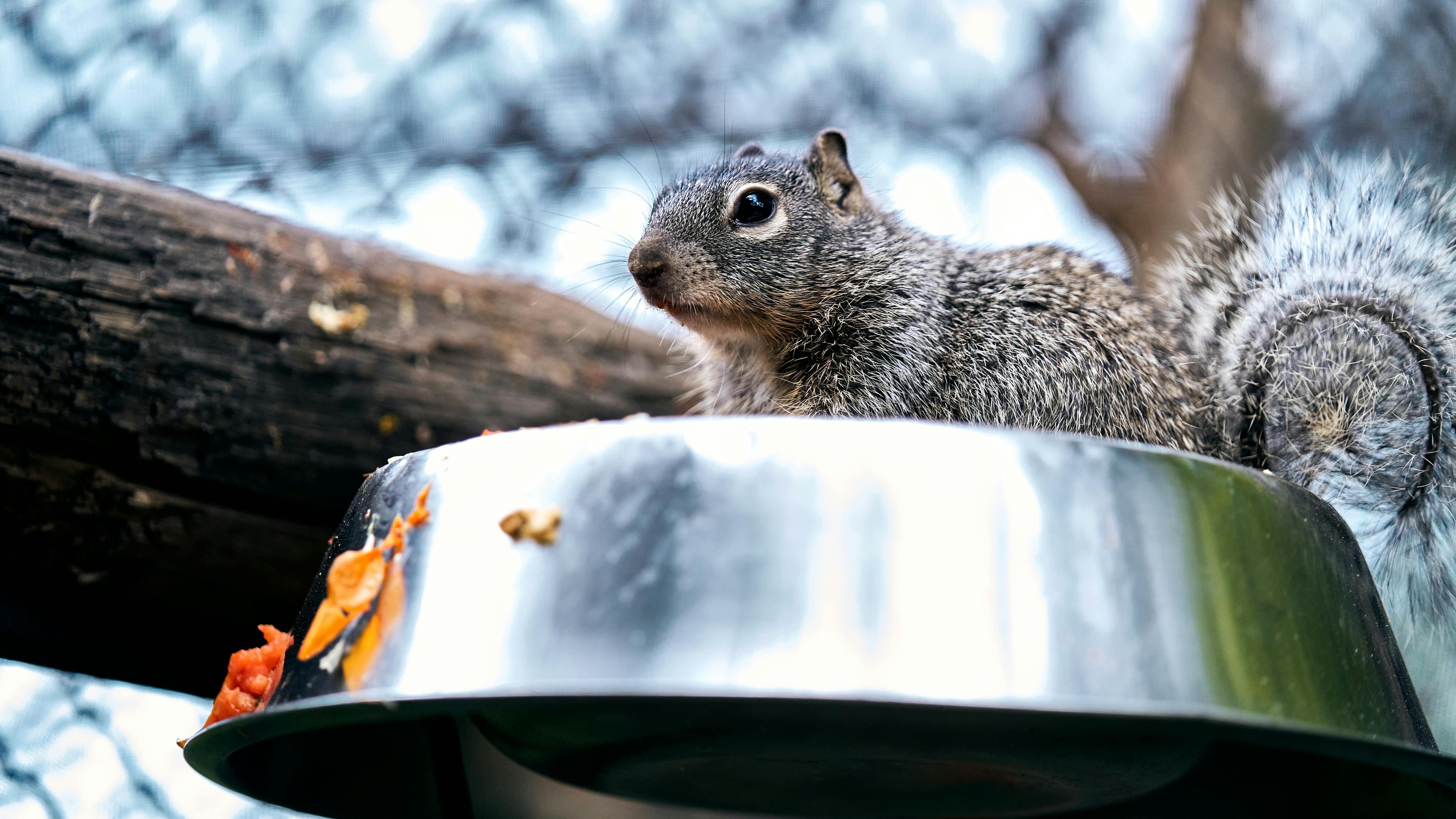 Jurassic dinosaurs had specialized diets to coexist peacefully — Photo by Willians Huerta on Pexels